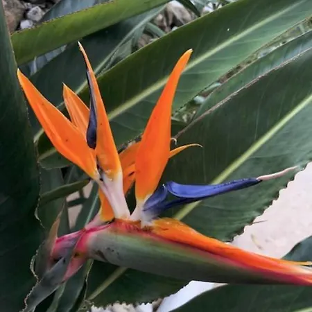 Апартаменты Marbella, Arqueros Golf & Country Club, Sleeps 7 1 Child