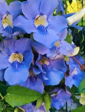 Marbella, Arqueros Golf & Country Club, Sleeps 7 1 Child Marbella