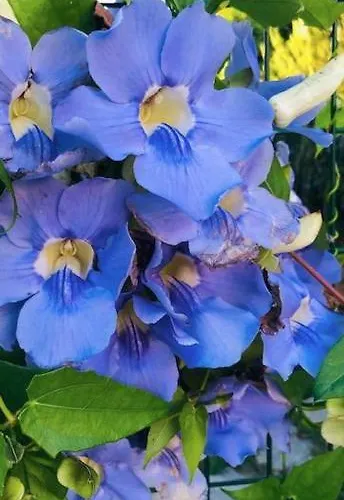 Marbella, Arqueros Golf&country Club, Sleeps 7 1 Child Marbellac